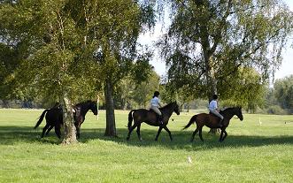 Horses in Park small